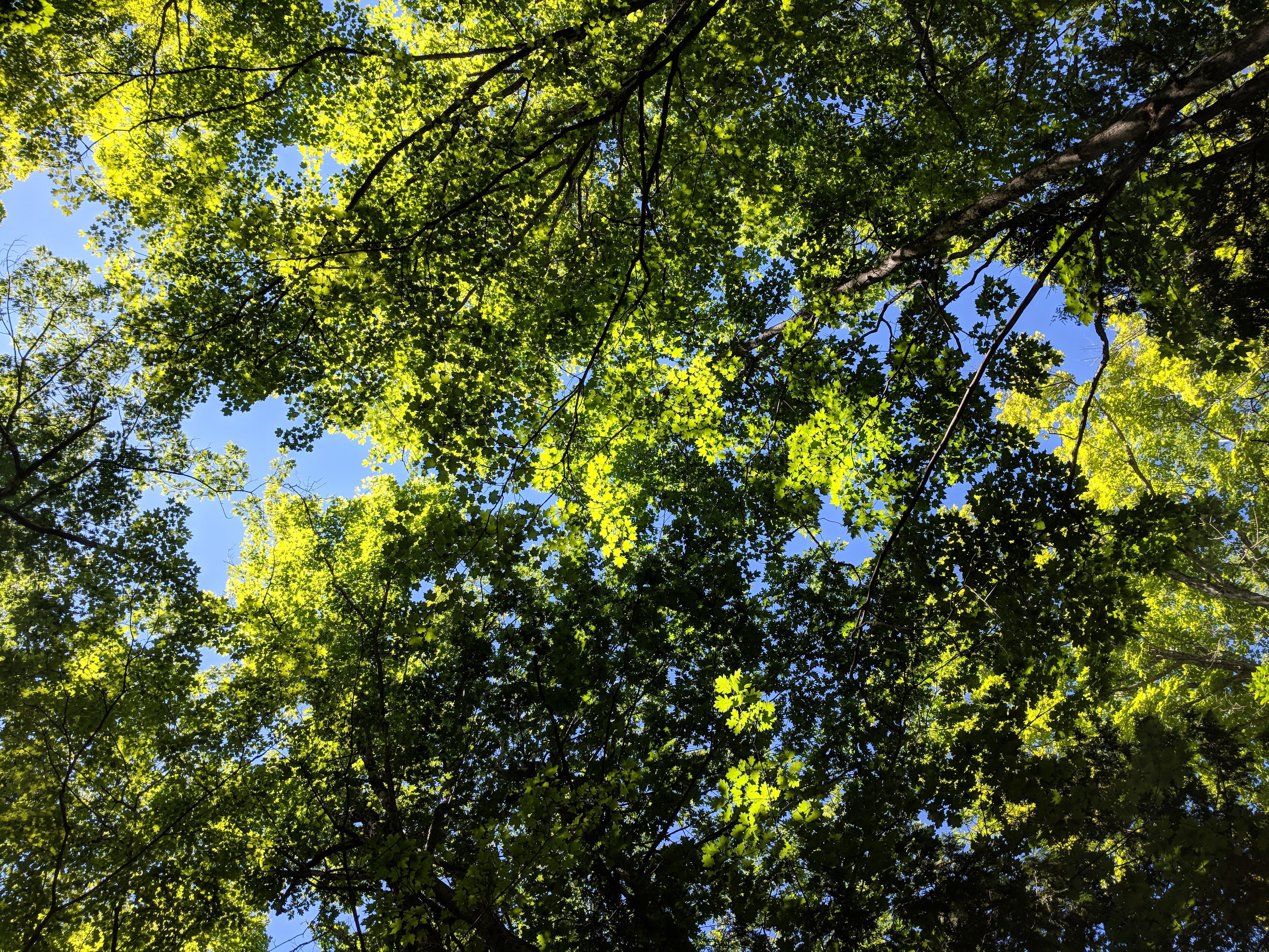 green-leafy-forest-canopy.jpg